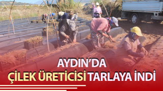 Çilek üreticisi tarlaya indi