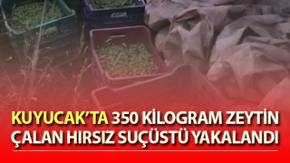 Kuyucak’ta zeytin hırsızı suçüstü yakalandı