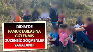 Pamuk tarlasına gizlenmiş düzensiz göçmenler yakalandı