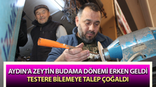 Zeytin üreticilerinde budama hazırlıkları başladı