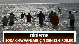 Didim’de sokak hayvanları için denize girdiler