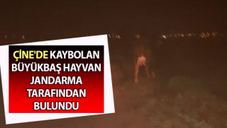 Jandarma kayıp hayvanı buldu