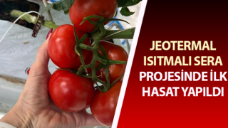 Jeotermal ısıtmalı sera projesinde ilk hasat yapıldı