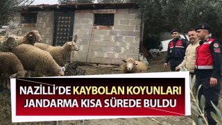 Kaybolan koyunları, jandarma kısa sürede buldu