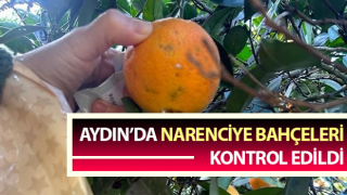 Narenciye bahçeleri kontrol edildi