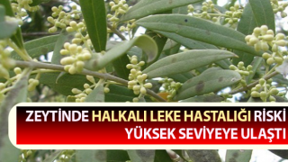 Söke’de üreticilere, halkalı leke hastalığı ile mücadele çağrısı yapıldı