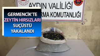 Zeytin hırsızları suçüstü yakalandı