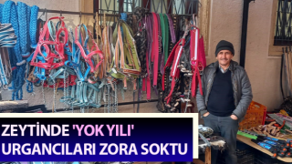 Zeytinde 'yok yılı' urgancıları zora soktu