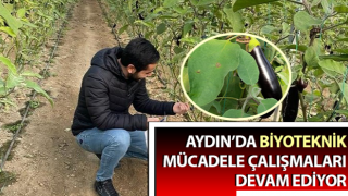 Aydın’da biyoteknik mücadele çalışmaları sürüyor