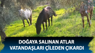 Aydın'da doğaya salınan atlar tarlalara zarar veriyor