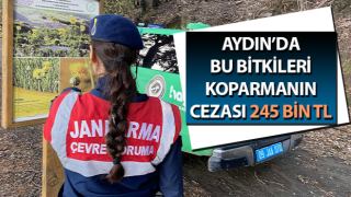 Bu bitkileri koparmanın cezası 245 bin TL