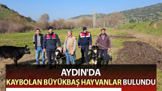 Kaybolan 3 buzağı jandarma ekiplerince bulundu