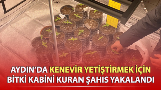 Kenevir yetiştirmek için bitki kabini kurmuş