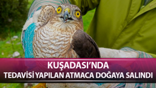 Tedavisi yapılan Atmaca doğaya salındı