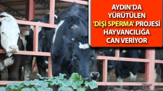 ADSYB, saf ırkların devamlılığını sağlıyor