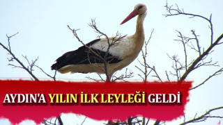 Aydın'a yılın ilk leyleği geldi