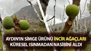 Küresel ısınma, incir ağaçlarını da şaşırttı