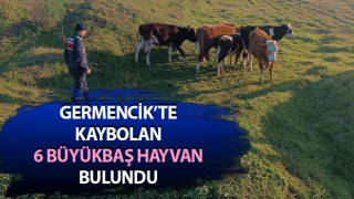 Otlarken kaybolan 6 büyükbaş hayvanı, jandarma buldu