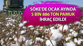 Söke’de 1 ayda 5 bin ton pamuk ihraç edildi