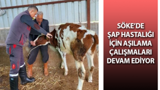 Söke’de şap hastalığı için aşılama çalışmaları sürüyor