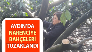 Aydın’da narenciye bahçeleri tuzaklandı