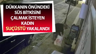 Aydınlı esnafın çiçek hırsızlarıyla başı dertte