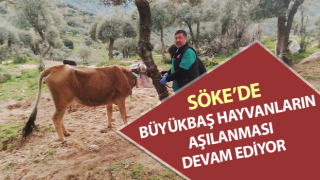 Büyükbaş hayvanların aşılanması devam ediyor