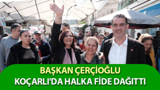 Çerçioğlu, Koçarlı'da halka fide dağıttı