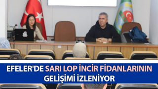 Efeler'de sarı lop incir fidanlarının gelişimi izleniyor