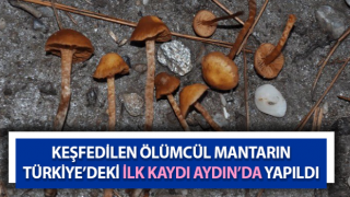 Ölümcül mantarın Türkiye’deki ilk kaydı Aydın’da yapıldı