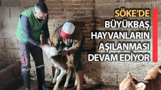 Söke’de büyükbaş hayvanların aşılanması sürüyor