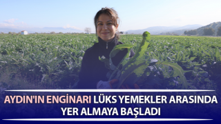 Yeşil elmas 'enginar' tarlada 20, tabakta 400 lira