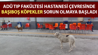 ADÜ Tıp Fakültesi Hastanesi çevresinde başıboş köpekler sorun olmaya başladı