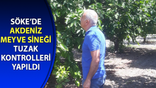 Akdeniz meyve sineği tuzak kontrolleri yapıldı