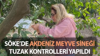 Akdeniz meyve sineği tuzakları kontrol edildi