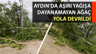 Aşırı yağışa dayanamayan ağaç yola devrildi