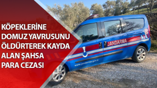 Aydın'da hayvanları öldürüp kaydeden şahsa idari para cezası