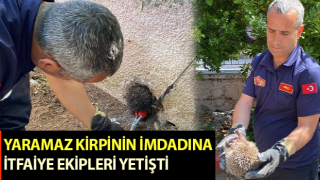 Aydın’da itfaiye ekipleri kirpiyi kurtardı