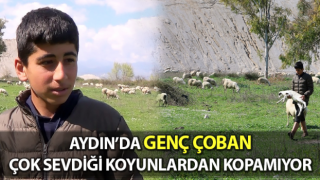 Genç çoban çok sevdiği koyunlardan kopamıyor