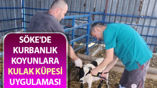 Kurbanlık koyunlara küpe uygulaması gerçekleştirildi