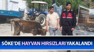 Söke’de hayvan hırsızları yakalandı