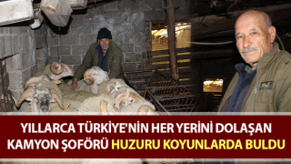 Türkiye'nin her yerini dolaşan kamyon şoförü huzuru koyunlarda buldu