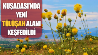 Yeni Tülüşah alanı keşfedildi