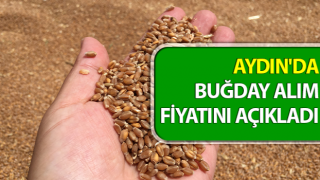 Aydın'da buğday alım fiyatını açıkladı