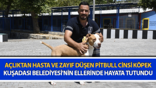 Bakıcısının ilgi ve sevgisi sayesinde iyileşti