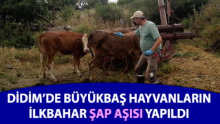 Büyükbaş hayvanların ilkbahar şap aşısı yapıldı