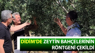 Didim’de zeytin bahçelerinin röntgeni çekildi