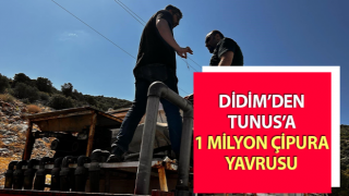 Didim’den Tunus’a 1 milyon çipura yavrusu