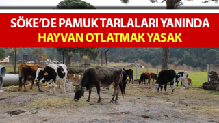 Pamuk tarlaları yanında hayvan otlatmak yasak