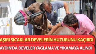 Aşırı sıcaklar develerin huzurunu kaçırdı